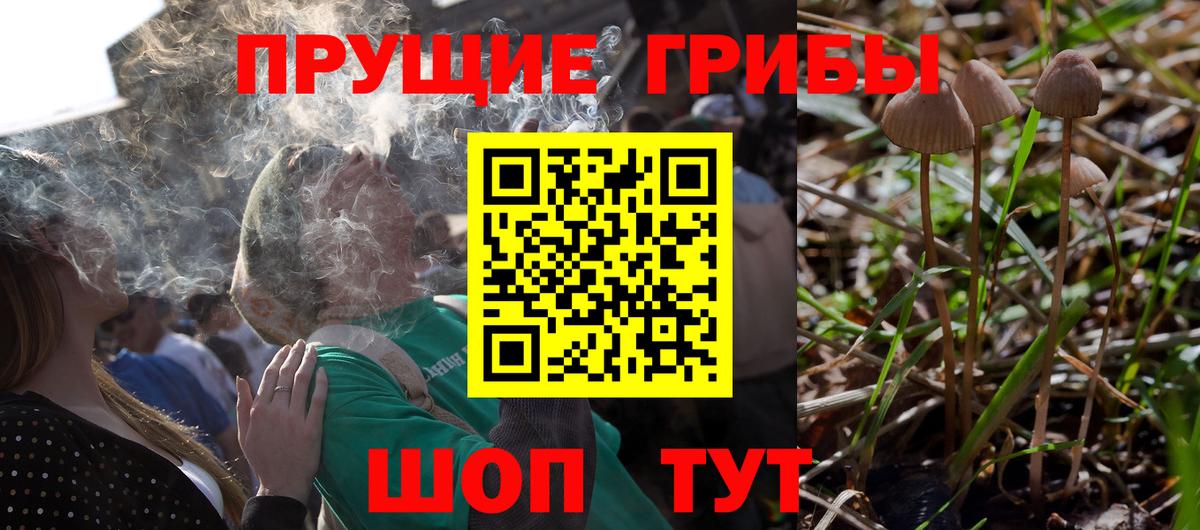 Псилоцибиновые грибы GOLDEN TEACHER Новошахтинск